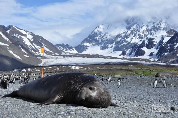 Elefante-marinho macho na praia de St Andrews Bay, na Geórgia do Sul